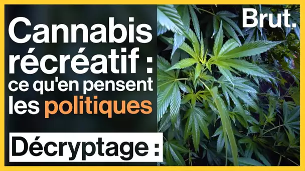 Cannabis récréatif : ce qu'en pensent les politiques de tous bords