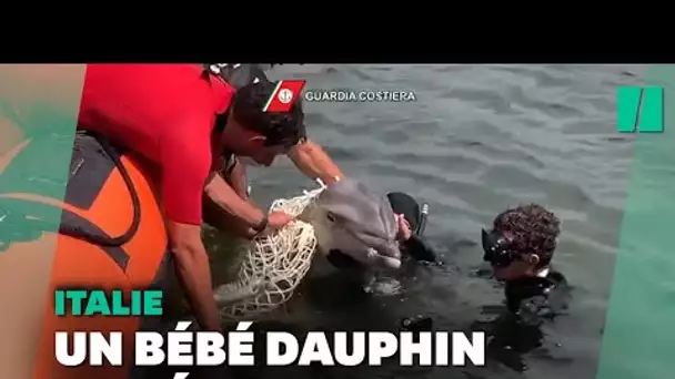 En Italie, des garde côtes sauvent un bébé dauphin pris au piège dans un filet
