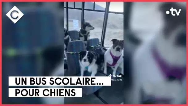 Un bus qui a du chien ! - Infos Express - C à vous - 05/01/2023