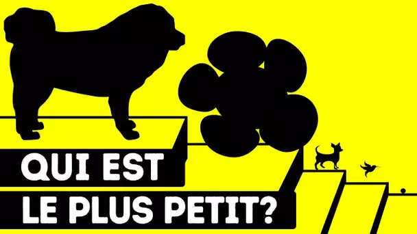 50+ Comparaisons Des Plus Petits Animaux, Plantes Et Maisons Du Monde