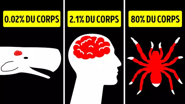 Les plus petits et plus grands organes chez l’homme et l’animal qui n’ont pas l’air d’être réels