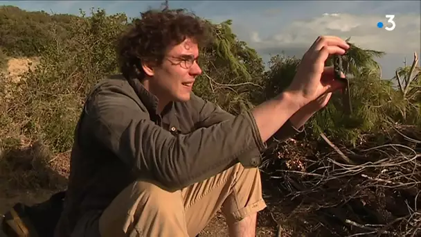 Manu Galure, "troubadour numérique"