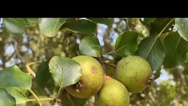 Pas de poires dans les arbres, les poiréculteurs du Domfrontais redoutent la prochaine récolte