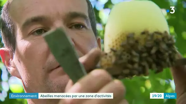 Branle-bas de combat pour sauver les abeilles à Chambéry en Savoie