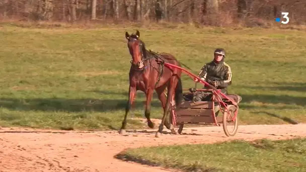 SERIE. Le panthéon des trotteurs (4/4) : Portrait d'un entraîneur hippique