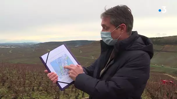 Eoliennes : polémique dans le vignoble