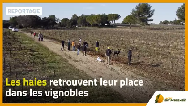 Les haies retrouvent leur place dans les vignobles