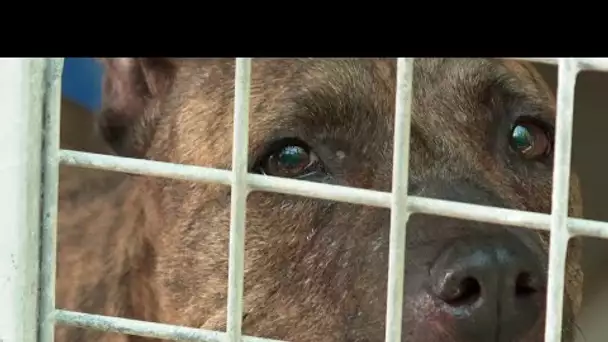 Hérault : alerte enlèvement d'animaux domestiques ou quand les chiens valent de l’or