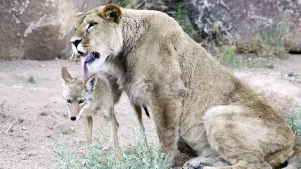 Un coyote ami avec un lion ! - ZAPPING SAUVAGE