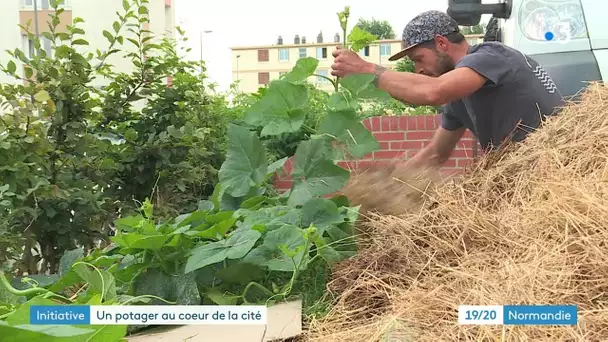 Un potager au pied des immeubles dans un quartier de Dieppe