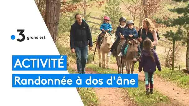 Activité de plein air : randonnée à dos d'âne pour les enfants