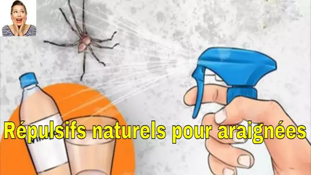 Répulsifs naturels pour araignées : vous ne verrez plus jamais une autre araignée dans votre maison