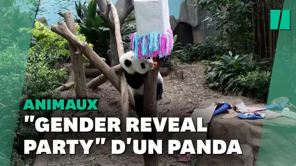 Maintenant même les pandas font des "gender reveal party"