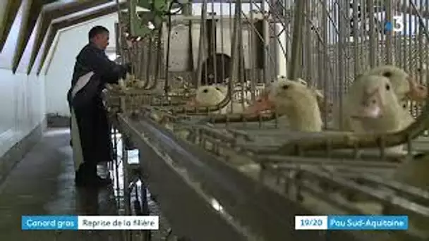 Béarn: redémarrage de la filière canards gras
