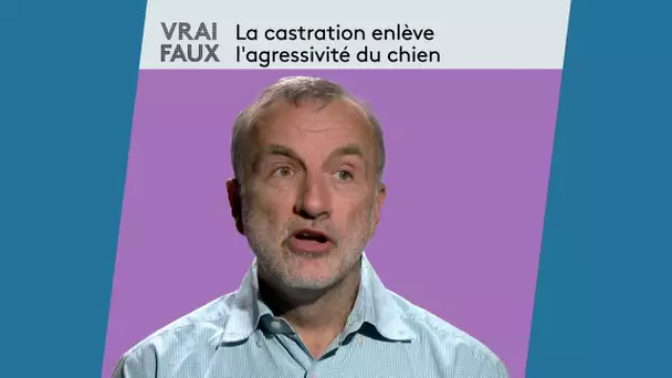 La castration enlève l'agressivité du chien? La réponse d'un vétérinaire comportementaliste