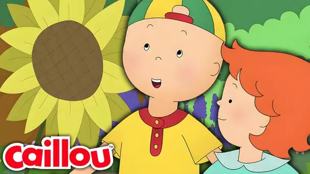 Caillou au Jardin Botanique | Les Nouvelles Aventures de Caillou | S3: É15