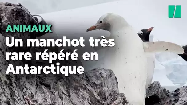 En Antarctique, un manchot entièrement blanc a été repéré