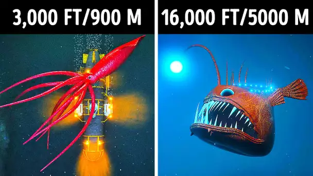 Voyage vers les profondeurs de l'océan 3D