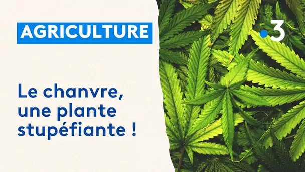 Magazine du Pays basque : le chanvre, une plante stupéfiante !
