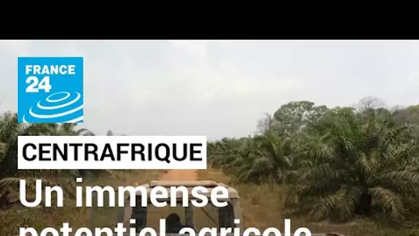 Centrafrique : des investisseurs parient sur son immense potentiel agricole • FRANCE 24