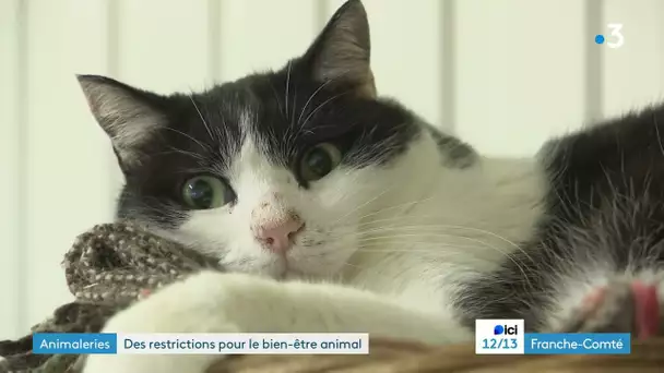 les chats et les chiens interdits à la vente en animalerie depuis le 1er janvier