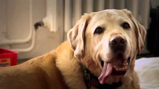 Abandonner son chien à l'aide d'un powerpoint