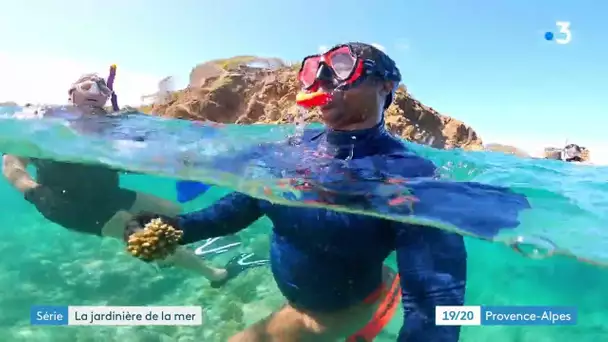 Sandrine Treyvaud, jardinière de la mer, soigne les coraux en Guadeloupe