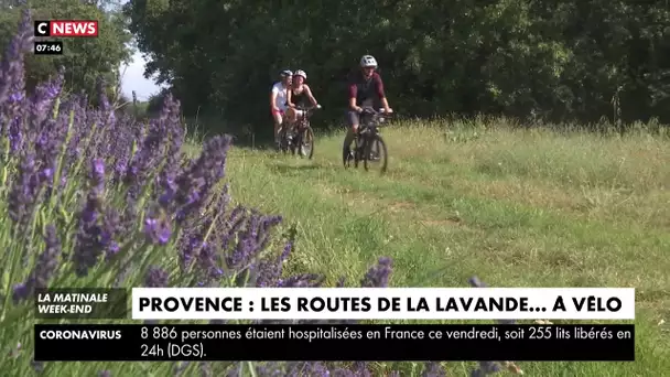 Provence : les routes de la lavande à vélo