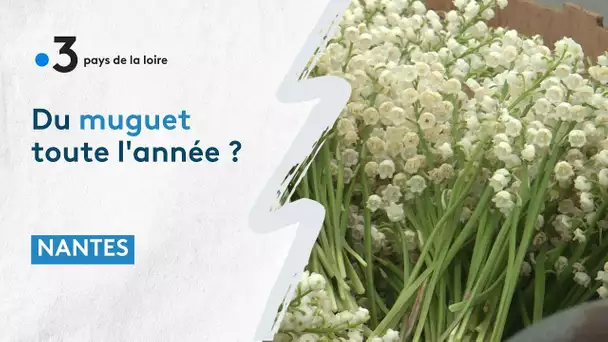 Nantes : deux passionnés veulent profiter du parfum du muguet toute l'année