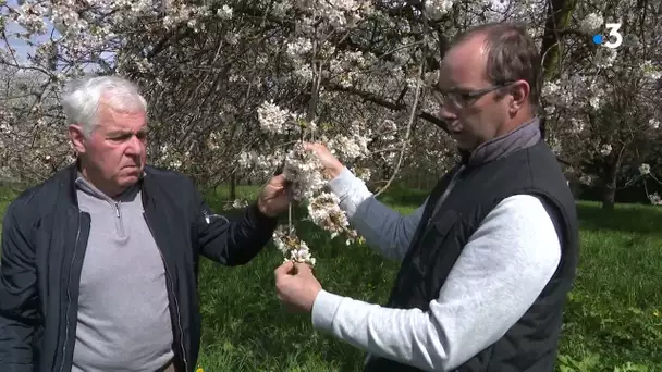 Haute-Saône : le temps des cerisiers en fleurs à Fougerolles
