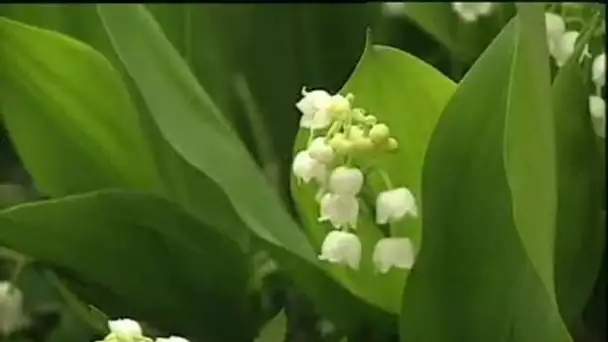 Off muguet Chirac