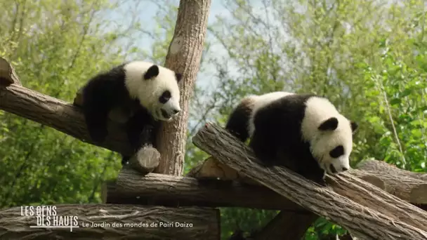 Découvrez les "mondes" de Pairi Daiza