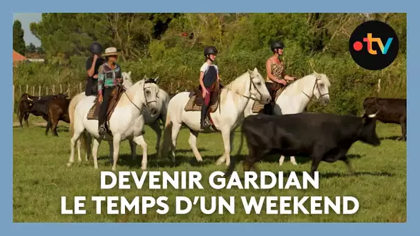 Vivre comme un gardian : galop et traditions camarguaises le temps d’un week-end