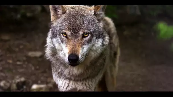 Un loup mort retrouvé en Loire-Atlantique, une première depuis un siècle