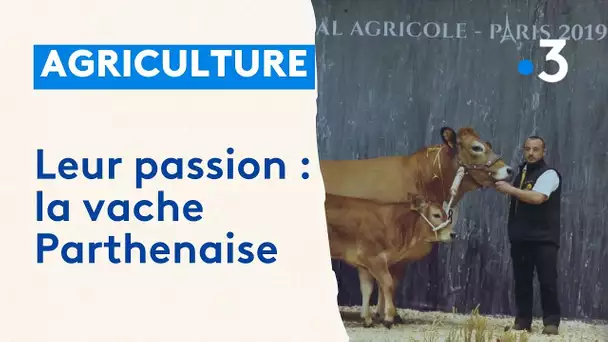 Leur passion : la vache Parthenaise