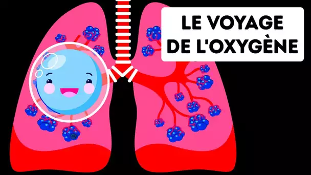 Le Voyage De L'oxygène Dans Ton Corps