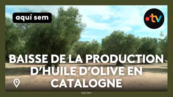 Forte baisse de la production d’huile d’olive en Catalogne à cause de la sécheresse