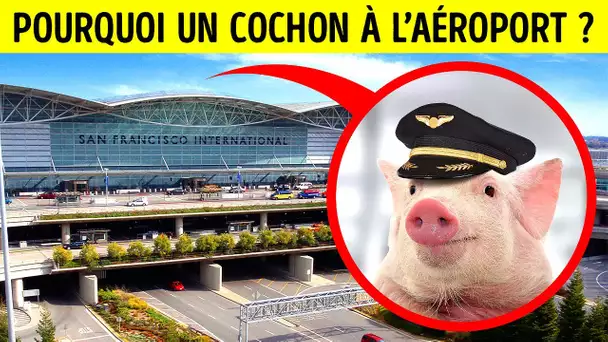 Pourquoi cet aéroport a-t-il embauché un petit cochon ?