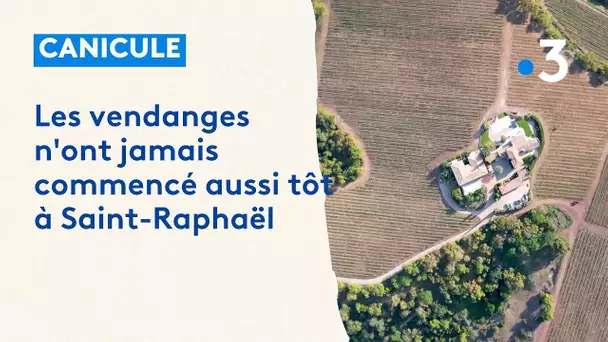 Canicule : les vendanges n'ont jamais commencé si tôt à Saint-Raphaël