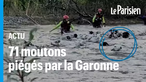 Haute-Garonne : sauvetage spectaculaire de 71 moutons piégés après une crue soudaine