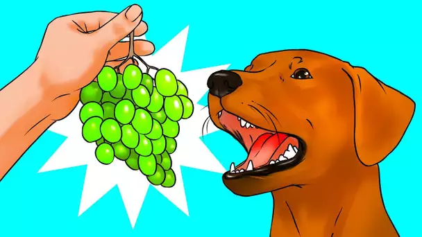 Pourquoi Les Chiens ne Mangent Pas de Raisin, et 53 Autres Faits Insolites