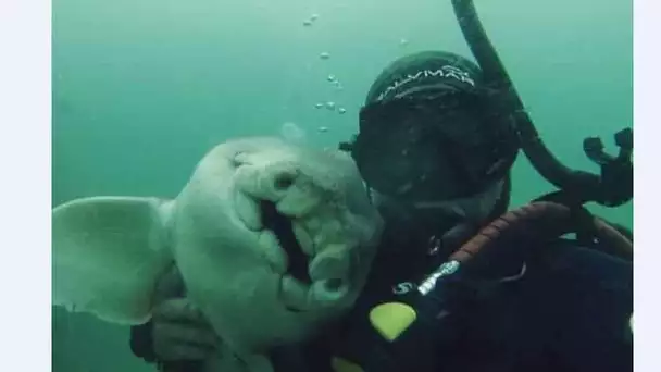 L’incroyable amitié entre ce plongeur et le requin qu’il a vu grandir