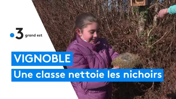 Des écoliers nettoient les nichoirs dans le vignoble alsacien