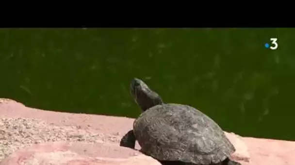 La guerre des tortues