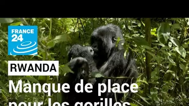 Les gorilles rwandais à l’étroit dans un habitat naturel qui se réduit • FRANCE 24