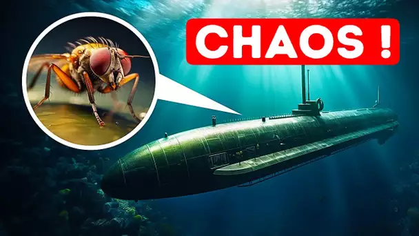 Pourquoi les mouches des fruits peuvent-elles créer le chaos dans les sous-marins ?