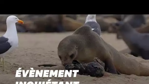 En Namibie, des milliers de bébés otaries prématurés retrouvés mort