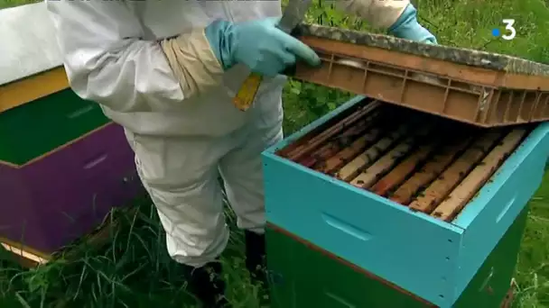 Interdiction des néonicotinoïdes : une bonne nouvelle pour les abeilles, moins pour les betteraviers