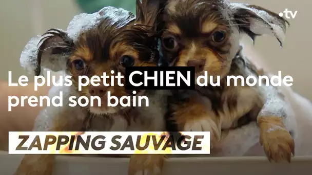 Le plus petit chien du monde prend son bain - ZAPPING SAUVAGE