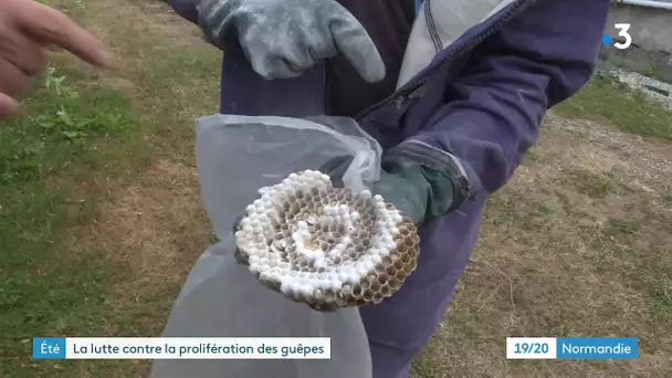 Que faire si vous avez un nid de guêpes ou de frelons chez vous ?